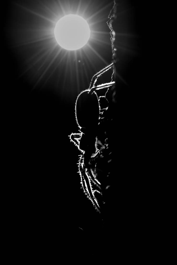 תמונה בסגנון אמנותי – משחקי אור, צורה ורגש, כשהטבע הופך למצע יצירתי. תמונה שזכתה ב"ציון לשבח" בשתי תחרויות צילום בינלאומיות (צילום: דקלה גבריאלי) תמונה בסגנון אמנותי – משחקי אור, צורה ורגש, כשהטבע הופך למצע יצירתי. תמונה שזכתה ב"ציון לשבח" בשתי תחרויות צילום בינלאומיות