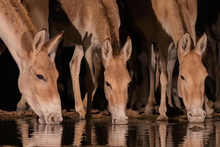 פראים שותים בנגב – הופיעה בלוח השנה 2025/2026 של החברה להגנת הטבע (צילום: דקלה גבריאלי) פראים שותים בנגב – הופיעה בלוח השנה 2025/2026 של החברה להגנת הטבע