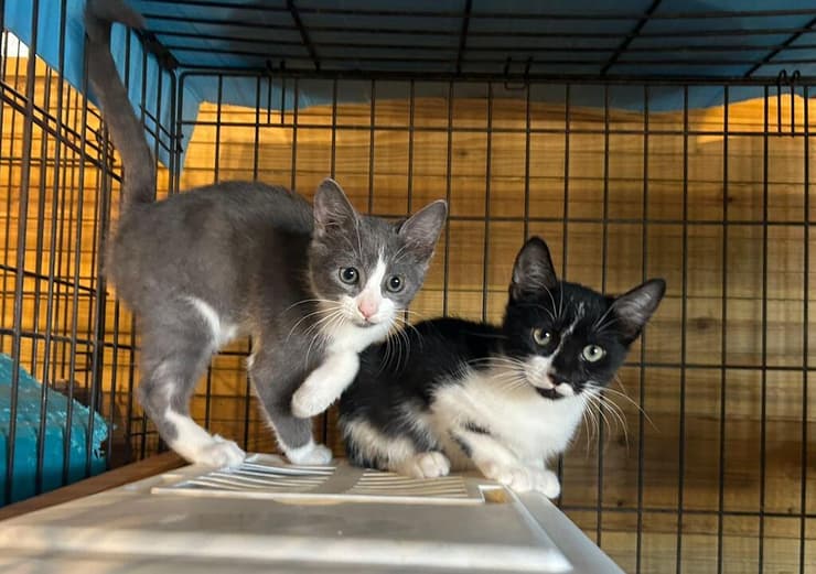 רון ושון (צילום: עמותת להתחיל מחדש ) רון ושון