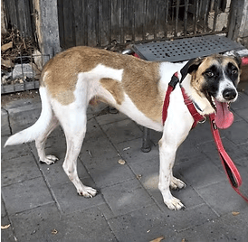 דון (צילום: צער בעלי חיים רמת גן והסביבה) דון