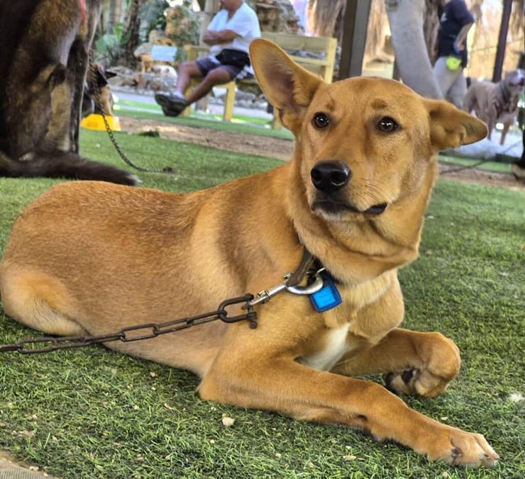 לו (צילום: עמותת S.O.S חיות) לו