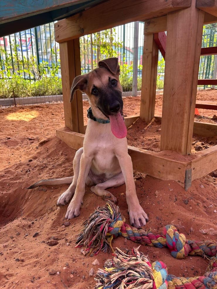 ששון (צילום: שירות וטרינרי ראשון לציון) ששון