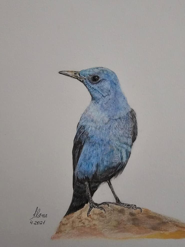 ציור של צוקית