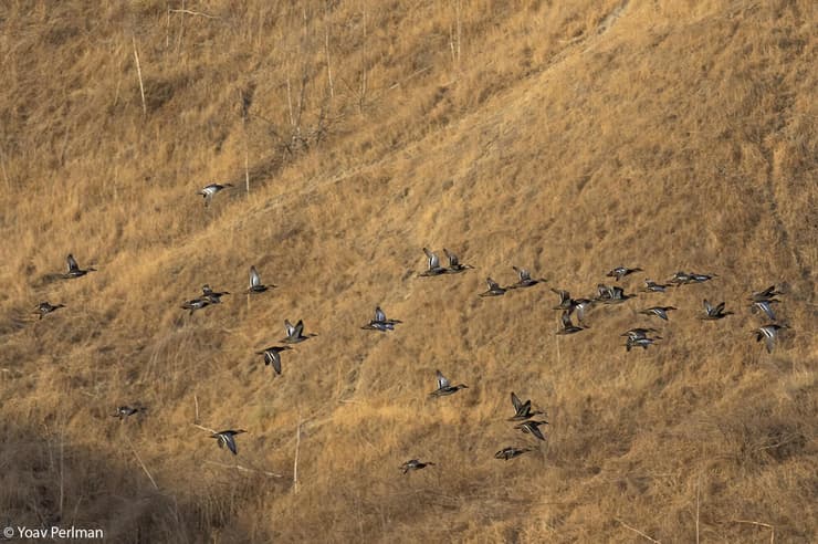קרקיר בנדידה