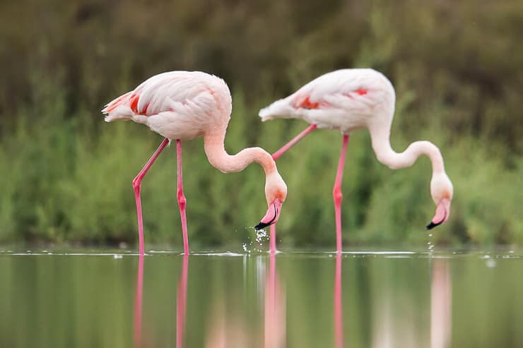 פלמינגו גדול בחוף הכרמל, מסנן מהמים סרטנים המספקים חומרים הצובעים את נוצותיו בוורוד (צילום: יוסי מלכא) פלמינגו גדול בחוף הכרמל, מסנן מהמים סרטנים המספקים חומרים הצובעים את נוצותיו בוורוד