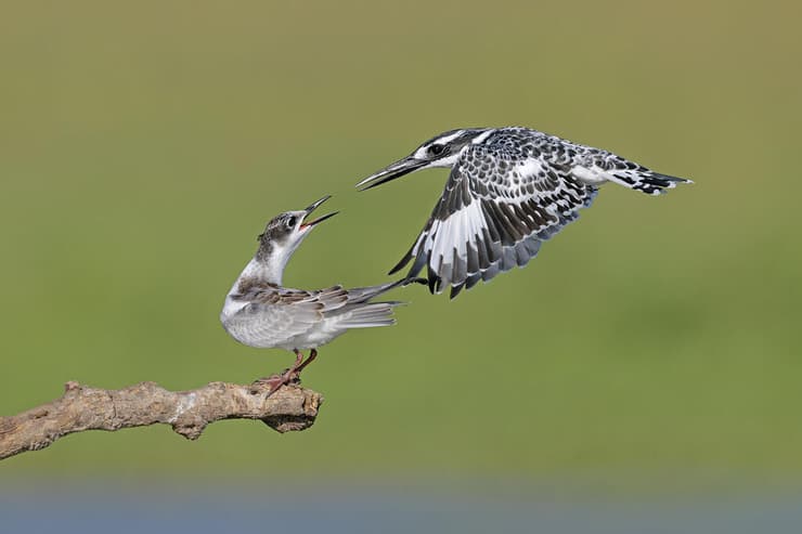 פרפור עקוד (מימין) ומירומית