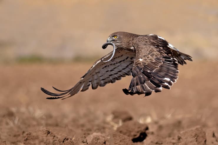 חיוויאי הנחשים תופס נחש מסוג זעמן שחור, תמונה שזכתה במקום השלישי בתחרות על שמו של עמית גפן ז"ל ואף זיכתה את ניסים לוי בפרס חביב הקהל