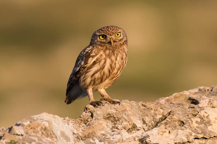 כוס החורבות באזור הדום השומרון, מין שניחן בראיית לילה טובה בזכות עיניו הגדולות בקדמת ראשו (צילום: יוסי מלכא) כוס החורבות באזור הדום השומרון, מין שניחן בראיית לילה טובה בזכות עיניו הגדולות בקדמת ראשו