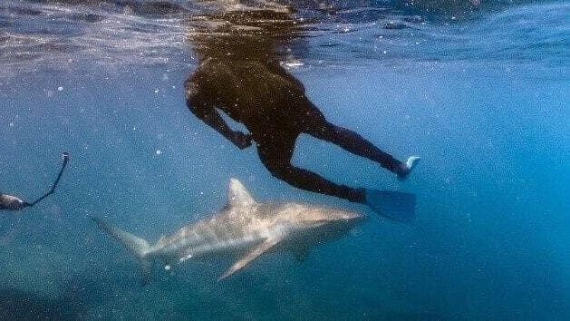 צוללים ליד כרישים