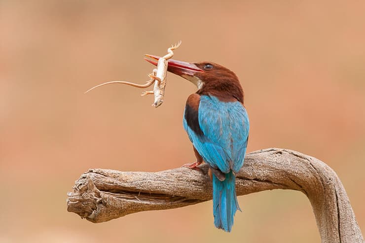 שלדג לבן-חזה בלב השרון, לוכד לטאה שהטיח בענף עד שמתה (צילום: יוסי מלכא) שלדג לבן-חזה בלב השרון, לוכד לטאה שהטיח בענף עד שמתה