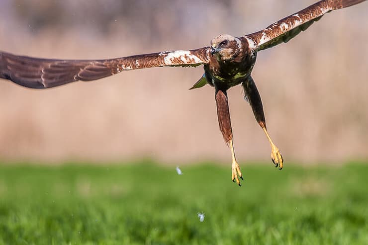 נקבת זרון סוף בעמק החולה, בתקופת חילוף נוצות ששתיים מהן ניתקו בעת ההמראה (צילום: יוסי מלכא) נקבת זרון סוף בעמק החולה, בתקופת חילוף נוצות ששתיים מהן ניתקו בעת ההמראה