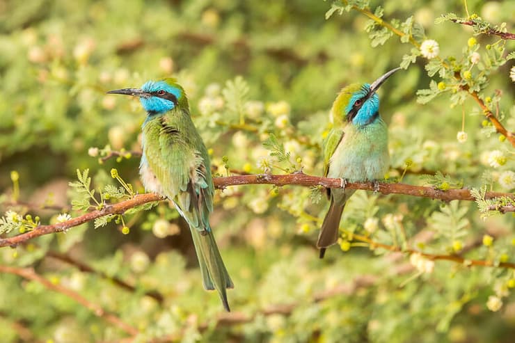 שרקרקים גמדיים בערבה, ממתינים על ענף על מנת לצוד חרקים שנמשכים אל פרחי עץ השיטה (צילום: יוסי מלכא) שרקרקים גמדיים בערבה, ממתינים על ענף על מנת לצוד חרקים שנמשכים אל פרחי עץ השיטה