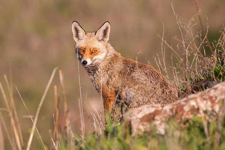 שועל מצוי ברמת הגולן, פרוות חורף עבה מגינה עליו בחודשים הקרים (צילום: יוסי מלכא) שועל מצוי ברמת הגולן, פרוות חורף עבה מגינה עליו בחודשים הקרים