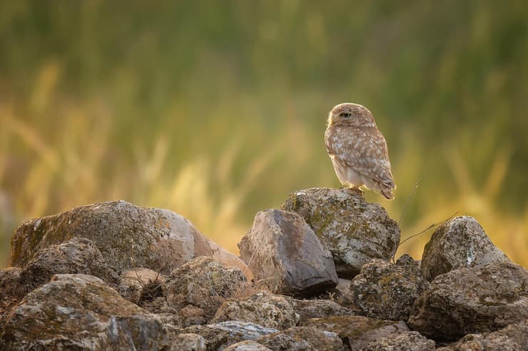 כוס החורבות