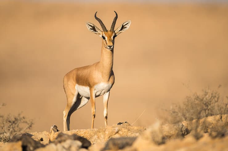 צבי הנגב במרכז הנגב, אוזניו הגדולות המסייעות לקירור גופו היא אחת התכונות המאפשרות לו לשרוד במדבר (צילום: יוסי מלכא) צבי הנגב במרכז הנגב, אוזניו הגדולות המסייעות לקירור גופו היא אחת התכונות המאפשרות לו לשרוד במדבר
