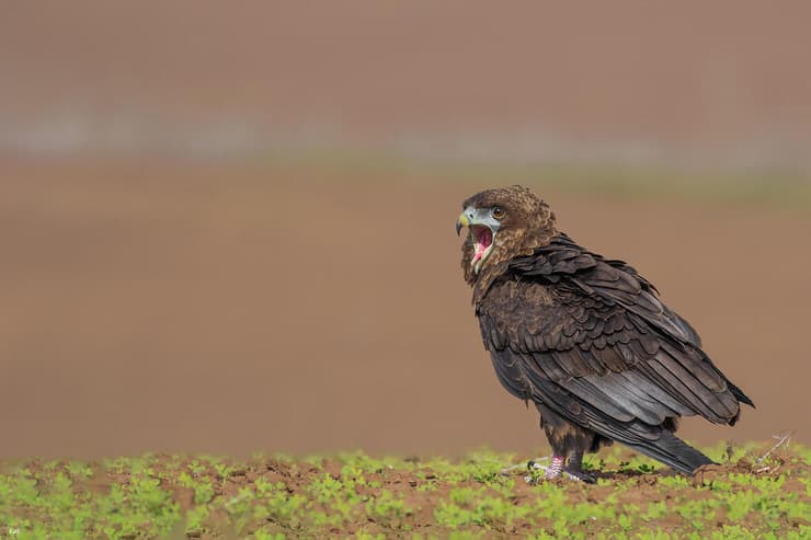 חיוויאי להטוטן