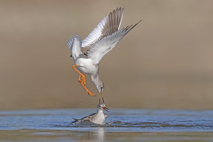 קרב בין ביצניות אדומות-רגל