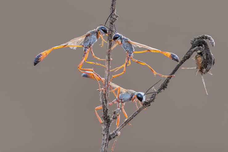 שלישיית צרחוליות