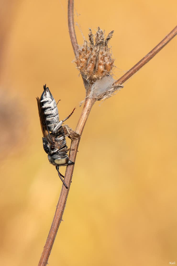 דבורת בר מסוג צליוקסיס