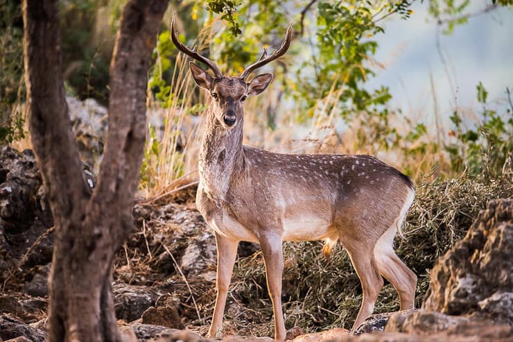 יחמור פרסי בגליל העליון, מין ממשפחת האיילים המגדל בכל שנה קרניים מסועפות לקראת עונת הייחום ומשיר אותן אחריה (צילום: יוסי מלכא) יחמור פרסי בגליל העליון, מין ממשפחת האיילים המגדל בכל שנה קרניים מסועפות לקראת עונת הייחום ומשיר אותן אחריה