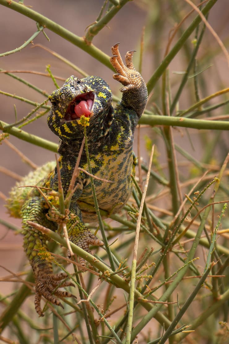 חרדון צב הדור