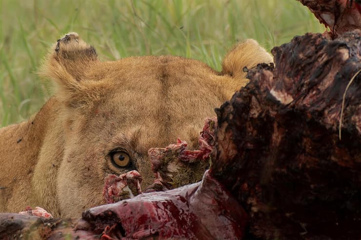 לביאה וטרף בטנזניה