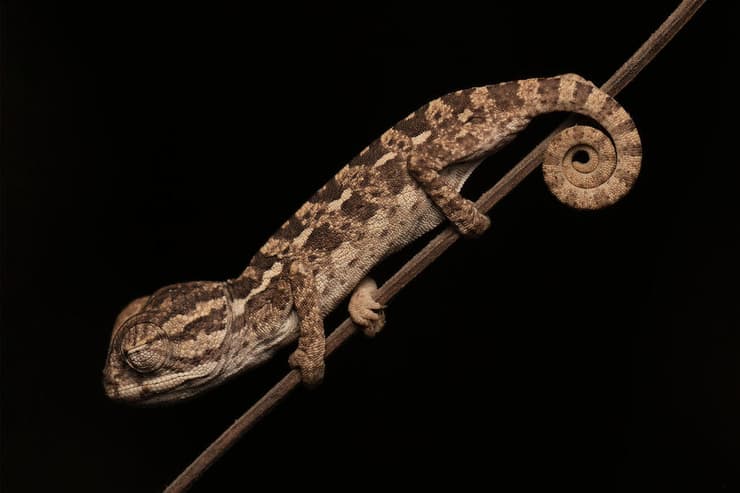 אבקוע של זיקית (גודלו 7-6 ס"מ)