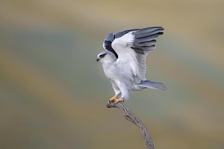 דאה שחורת-כתף
