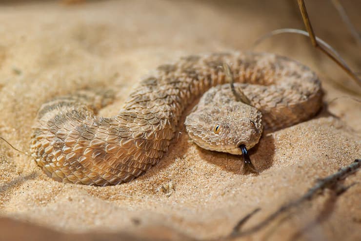 עכן קטן בנגב צפוני, מין שלשונו אוספת חלקיקים מהאוויר ומעבירה אותם לאיבר מיוחד בחיכו העליון לצורך הרחה (צילום: יוסי מלכא) עכן קטן בנגב צפוני, מין שלשונו אוספת חלקיקים מהאוויר ומעבירה אותם לאיבר מיוחד בחיכו העליון לצורך הרחה