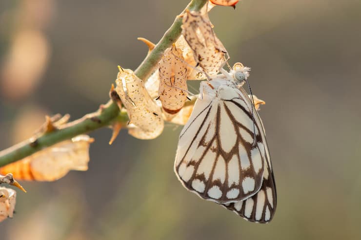 פרפר לבנין משויש, ייבוש כנפיים לאחר ההגחה מהגולם