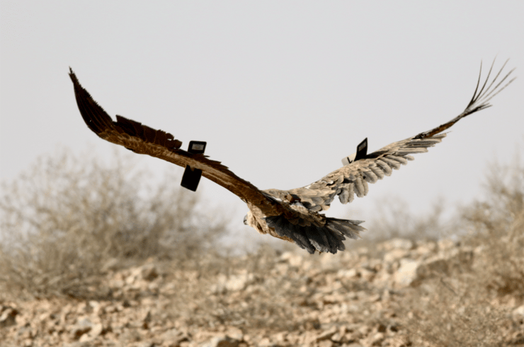 הנשר הופך למערכת חכמה (צילום: טובלה סלומון) הנשר הופך למערכת חכמה