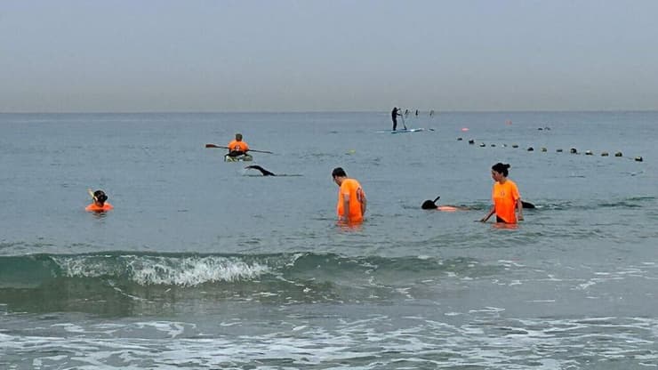 החיפושים בים חיפושים בים