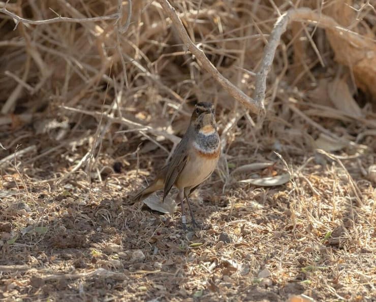 כחול החזה בפארק אריאל שרון (צילום: אלי זערור) כחול החזה בפארק אריאל שרון