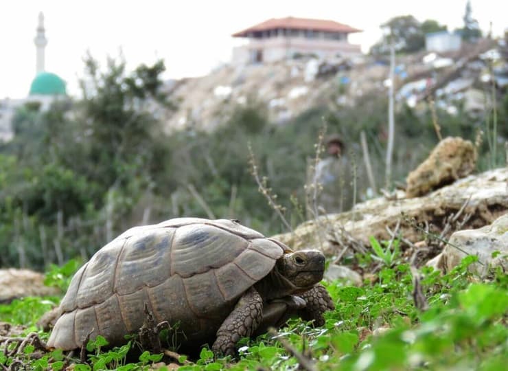 צב יבשה (צילום: יחידת סקרי טבע עירוני החברה להגנת הטבע) צב יבשה