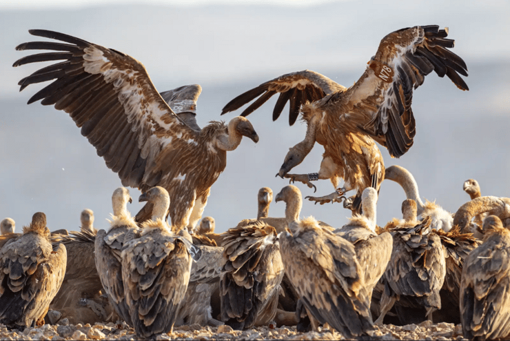 התקבצות נשרים במוקד האכלה (צילום: יורם שפירר) התקבצות נשרים במוקד האכלה