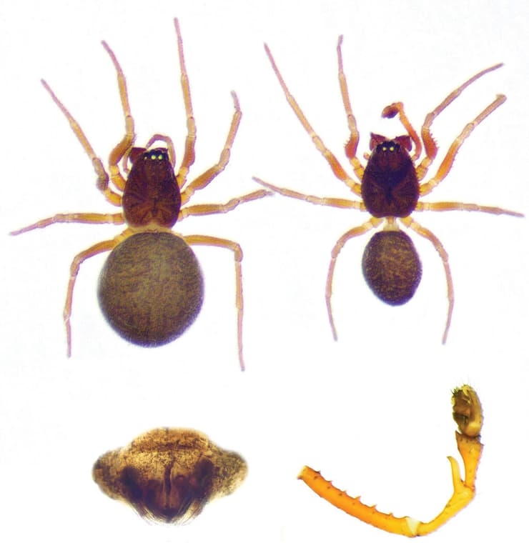 העכביש Prinerigone vagans שהתגלה במערה על גבול אלבניה-יוון (זכר מימין, נקבה משמאל)