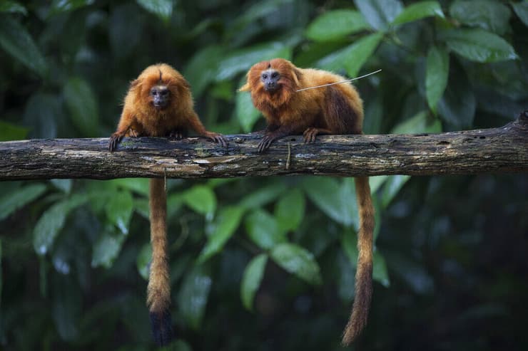 קופי טרמין רעמתי זהוב (טרמין אריה מוזהב) בברזיל, שעתידם תלוי בשימור היערות הטרופיים