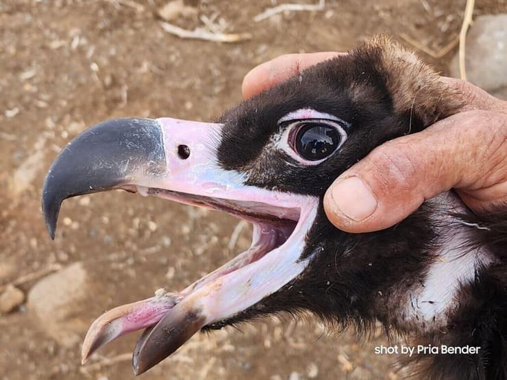 טיבוע העוזנייה השחורה