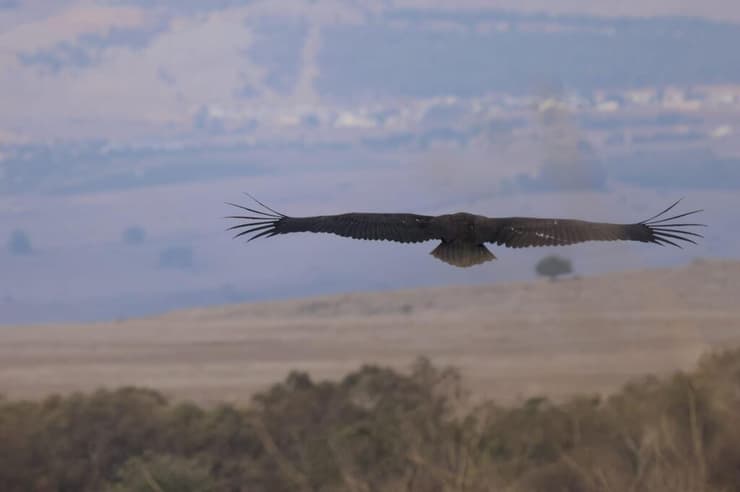 העוזנייה השחורה מעל השמורה