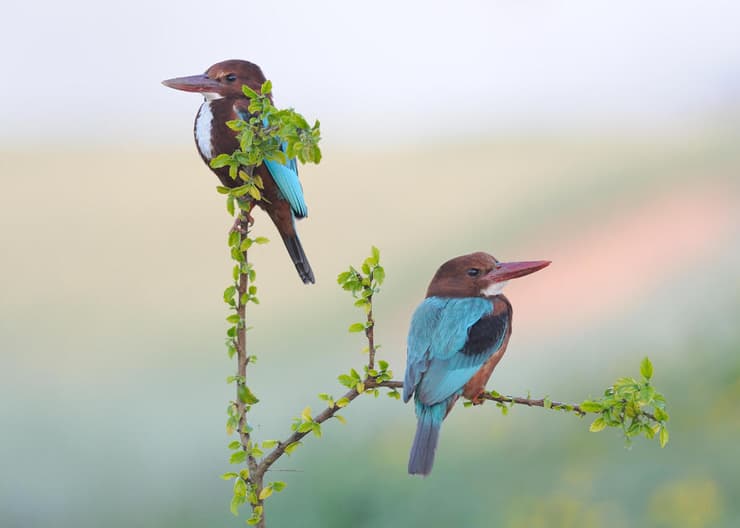 זוג שלדגים לבני חזה