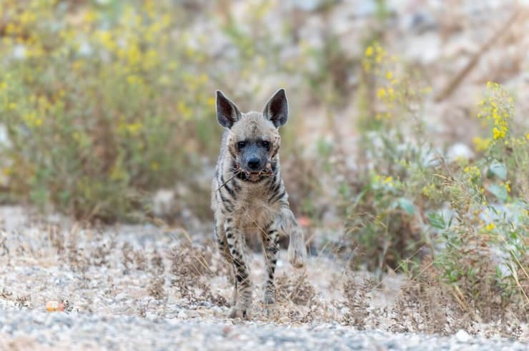 זה לא יוסף. הצבועה יוספה