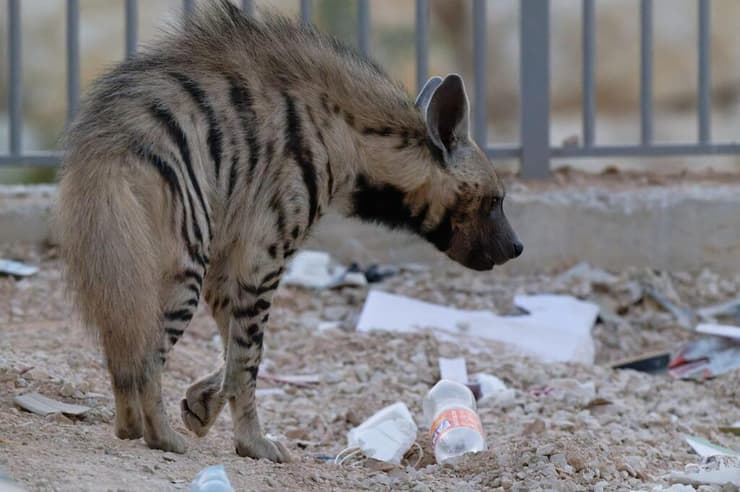 הצבועה ליד ערימת פסולת ביישוב