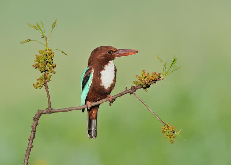 שלדג לבן חזה
