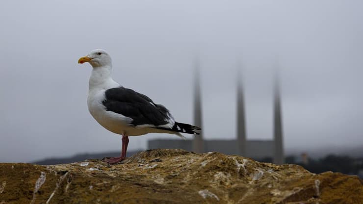 טיול משפחתי בקליפורניה
