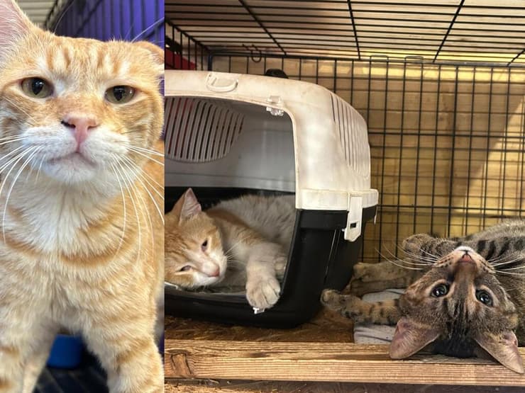 רונה, מקס וניקו