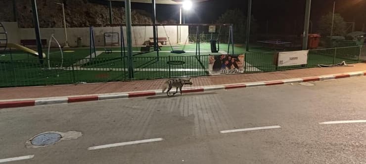 הצבועה ברחוב בשערי תקווה