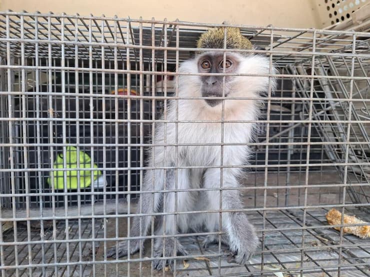 הקופה לאחר שנלכדה