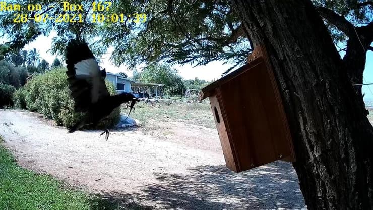 מיינה בתעופה לעבר תיבת קינון