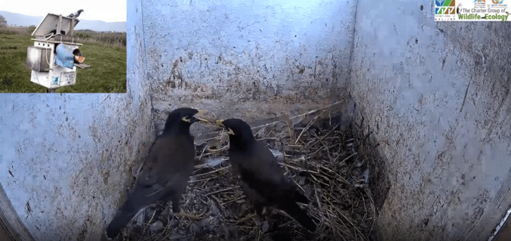 מיינות מצויות לאחר השתלטות על תיבת קינון של יונים