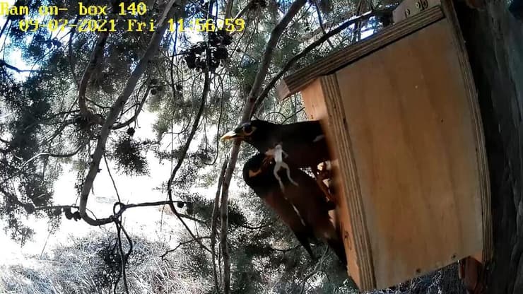 מיינות בתיבת קינון עם טרף בפיהן